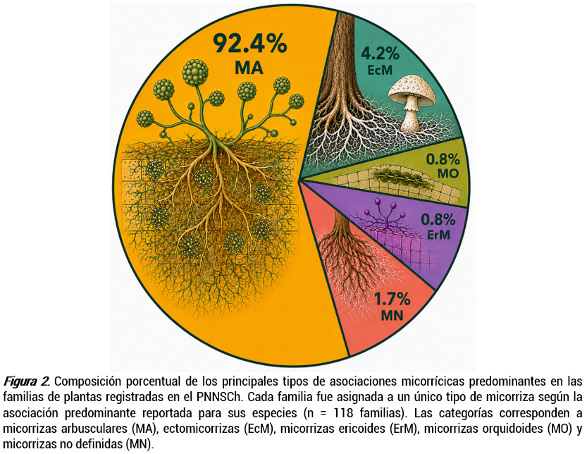 Composición porcentual de los principales tipos de asociaciones micorrícicas predominantes en las familias de plantas registradas en el PNNSCh. Cada familia fue asignada a un único tipo de micorriza según la asociación predominante reportada para sus especies (n = 118 familias). Las categorías corresponden a micorrizas arbusculares (MA), ectomicorrizas (EcM), micorrizas ericoides (ErM), micorrizas orquidoides (MO) y micorrizas no definidas (MN).