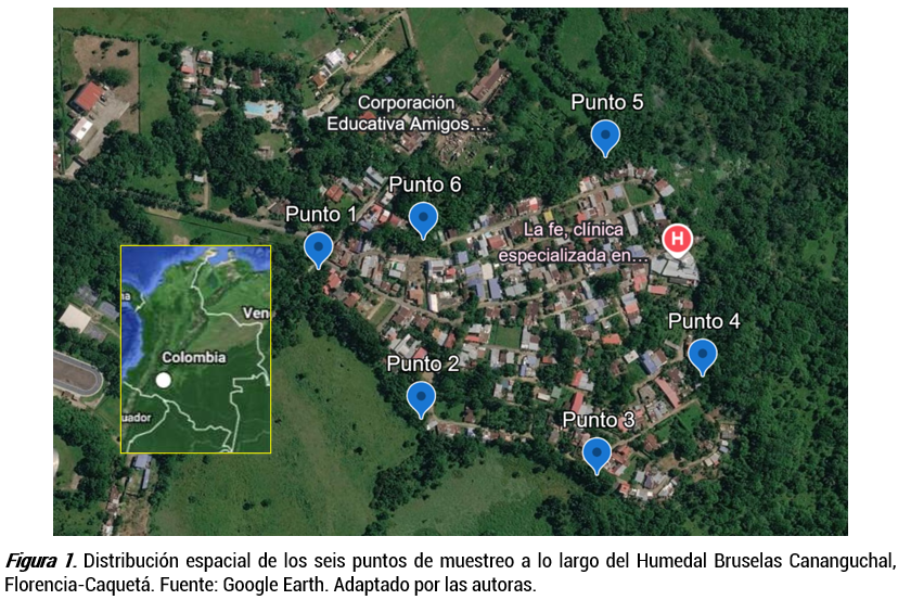 Distribución espacial de los seis puntos de muestreo a lo largo del Humedal Bruselas Cananguchal, Florencia-Caquetá. 