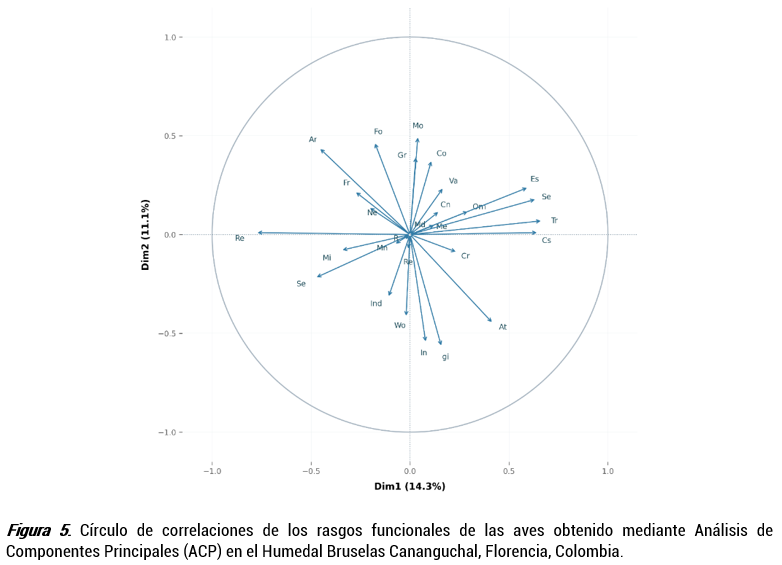 Círculo de correlaciones de los rasgos funcionales de las aves obtenido mediante Análisis de Componentes Principales (ACP) en el Humedal Bruselas Cananguchal, Florencia, Colombia